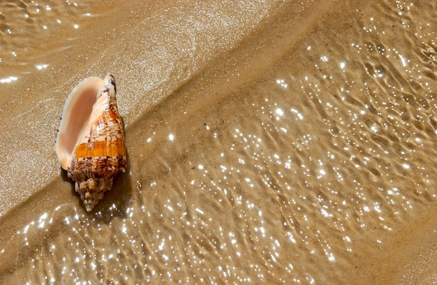 Foto concha do mar na areia da praia como pano de fundo.