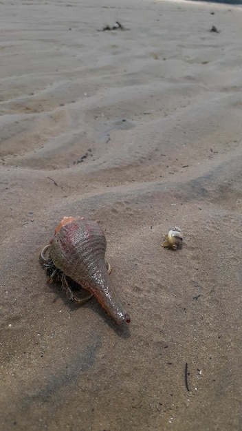 Concha do mar na areia da praia