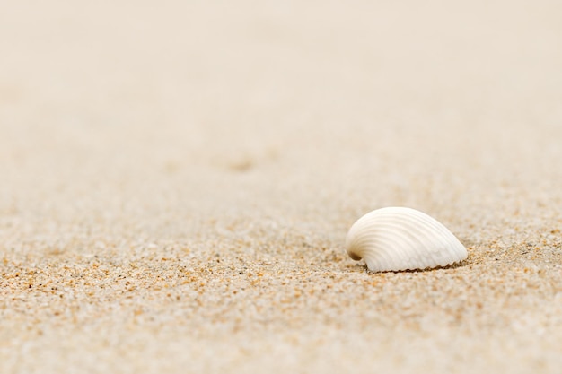 Concha do mar no fundo da pilha de areia Foto de verão da decoração da praia