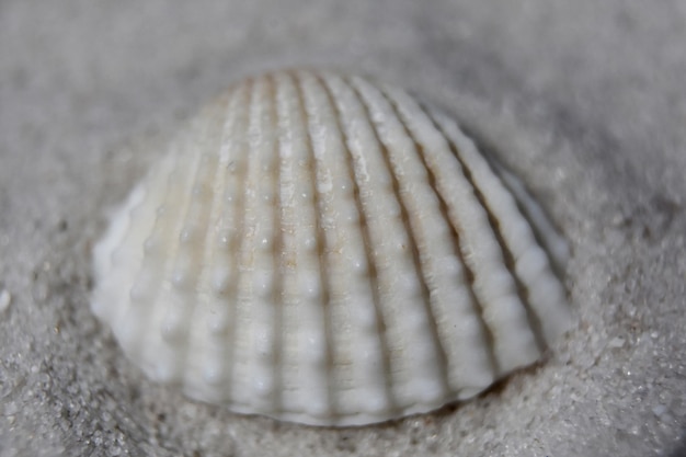 Concha do mar texturizada voltada para baixo na areia da praia