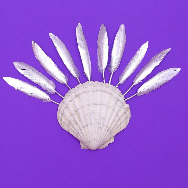 Foto concha e penas. arte criativa minimalista plana