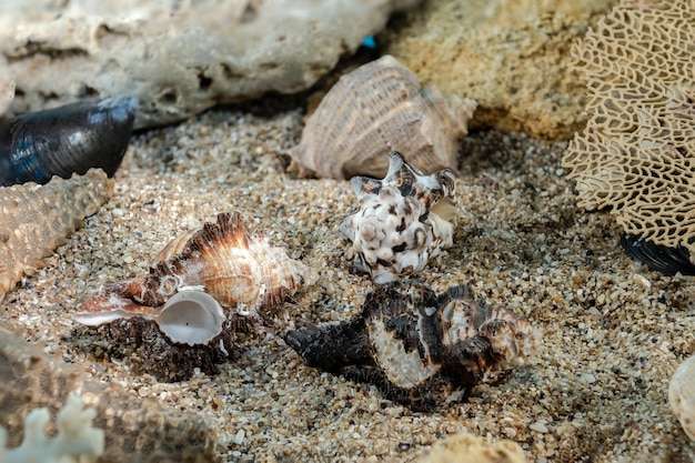 Foto la concha de espina larga murex indivia en la arena bajo el agua