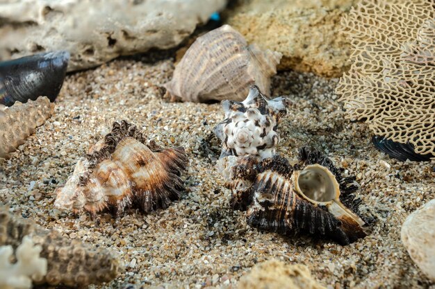 Foto la concha de espina larga murex indivia en la arena bajo el agua