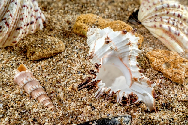 La concha de espina larga Murex Indivia en la arena