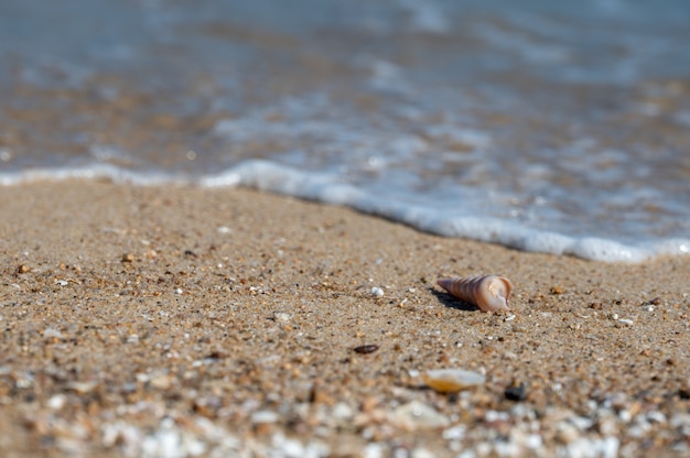 Una concha estaba en la playa