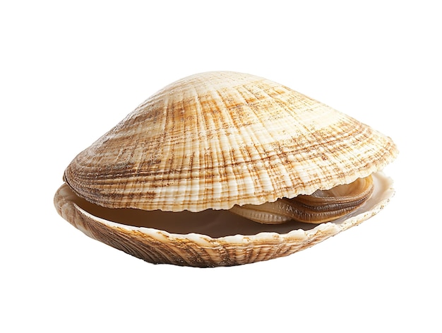 una concha con un fondo blanco
