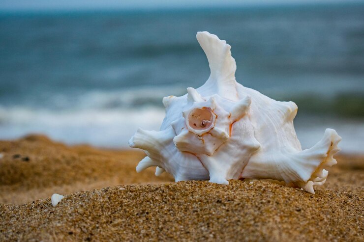 Concha en el fondo de la playa de arena