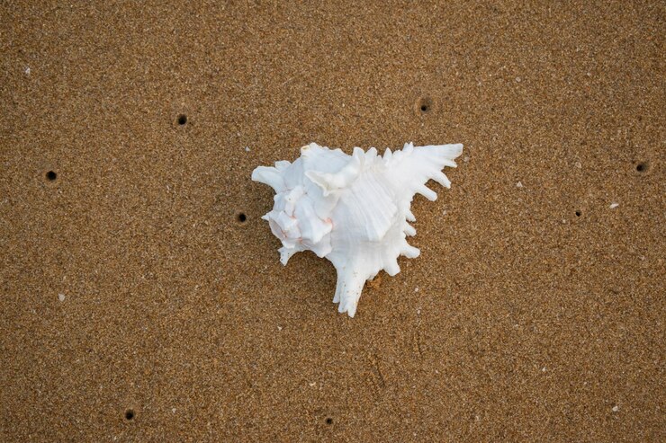 Concha en el fondo de la playa de arena