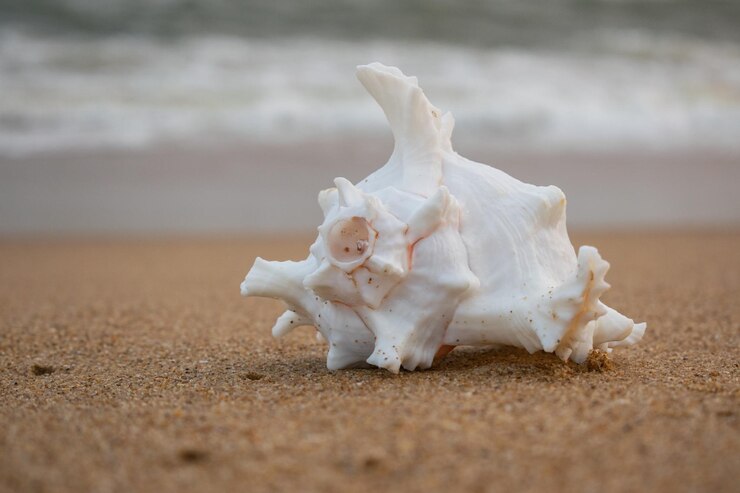 Concha en el fondo de la playa de arena
