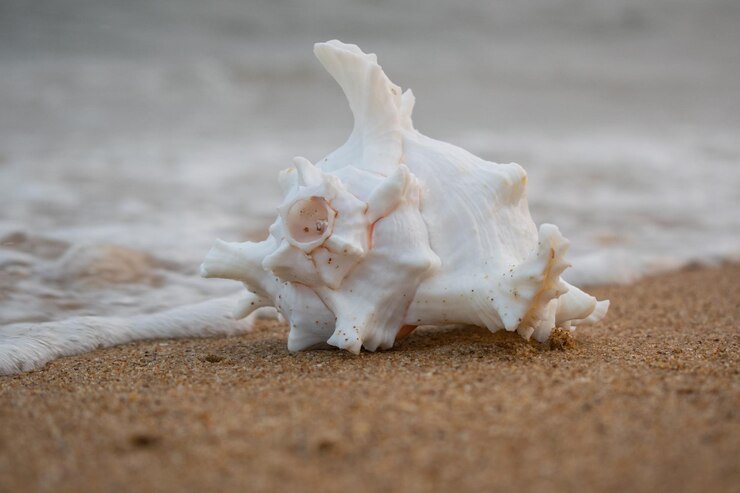 Concha en el fondo de la playa de arena