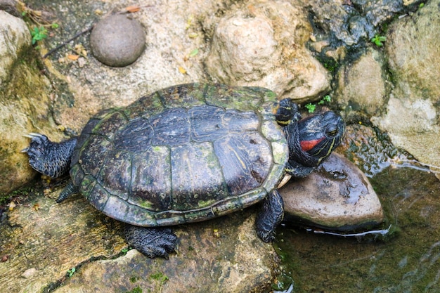 La concha de Kuya, también conocida como tortuga de concha o Cuora amboinensis