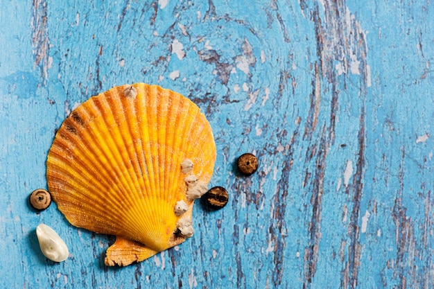 Concha laranja grande na mesa de madeira azul