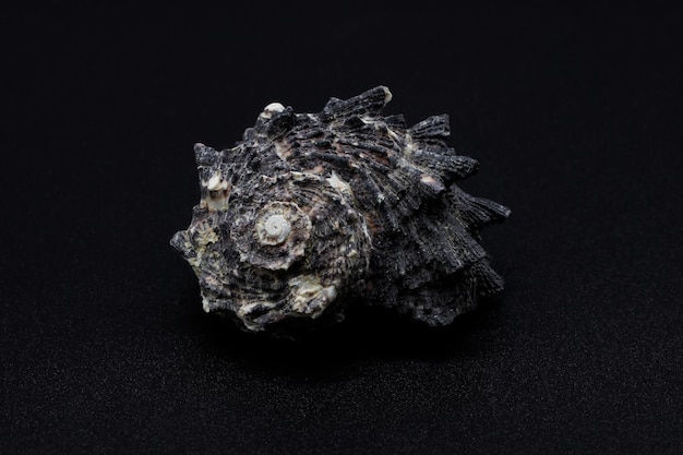 concha de mar aislada sobre fondo negro. Fondo decorativo de concha de mar.