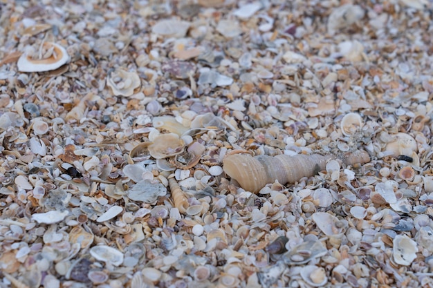 Concha de mar en la arena de la playa