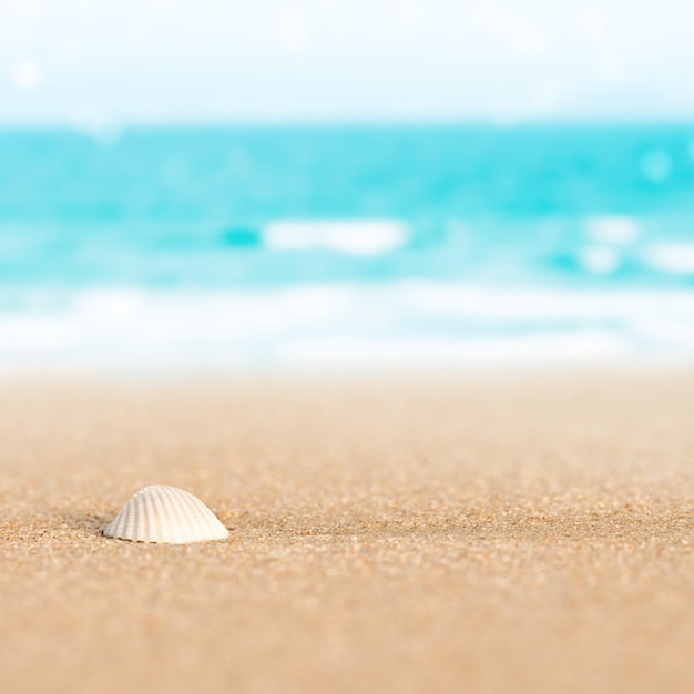 Concha de mar en la arena de la playa