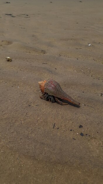 Concha de mar en la arena de una playa