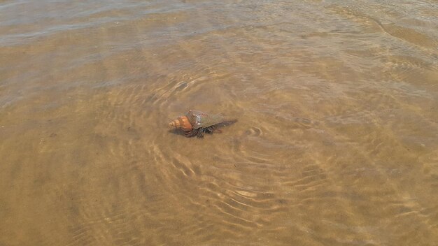 Concha de mar en la arena de una playa