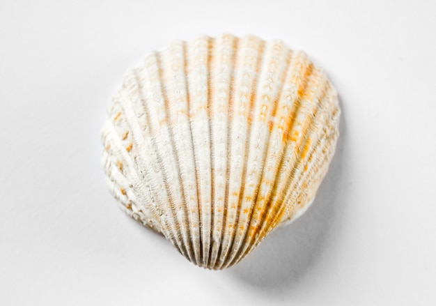 Concha de mar blanco aislado sobre fondo blanco.