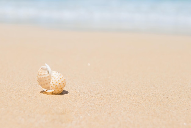 Concha de mar blanco en la playa de arena. Vista de primer plano, se puede utilizar como fondo de vacaciones de verano