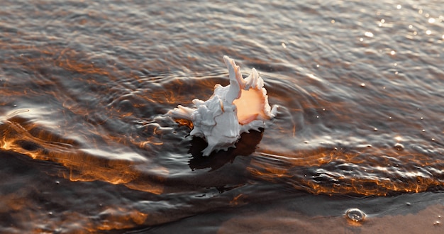 Foto concha de mar se encuentra en la orilla arenosa en los rayos del sol poniente