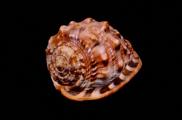 Foto concha de mar naranja aislado sobre un fondo negro