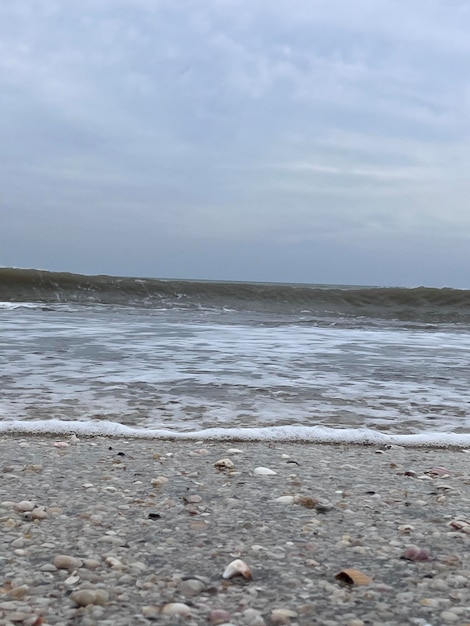 Concha de mar a la orilla del mar Villa Gesell Argentina