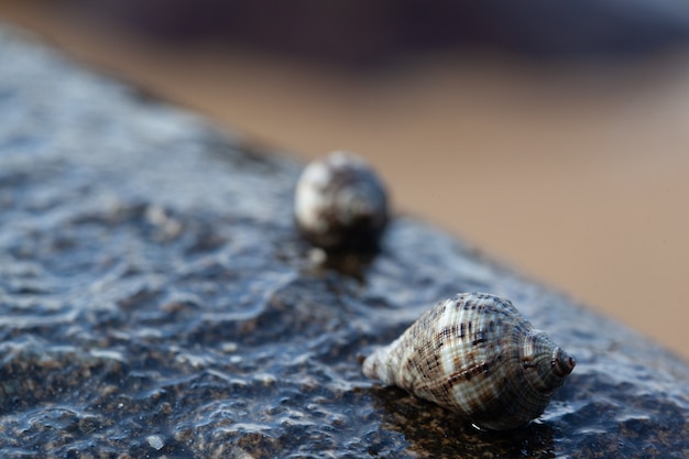 Foto una concha de mar se sentó en una roca en la playa