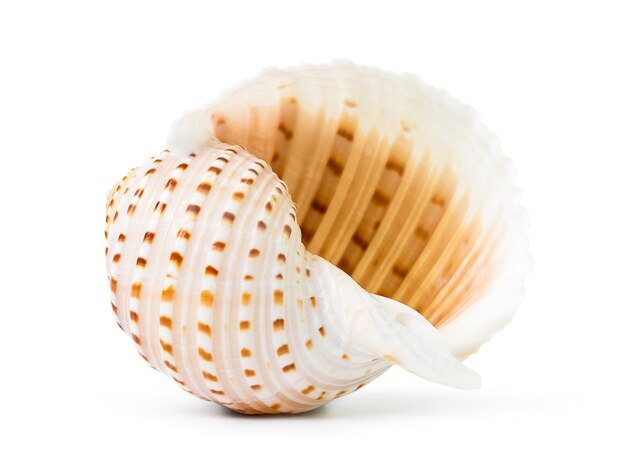 La concha de mar única en blanco