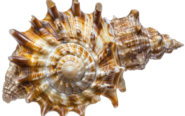 Concha de molusco de Turritella aislada sobre un fondo blanco Concha de mollusco de turritella solitaria sola contra el blanco