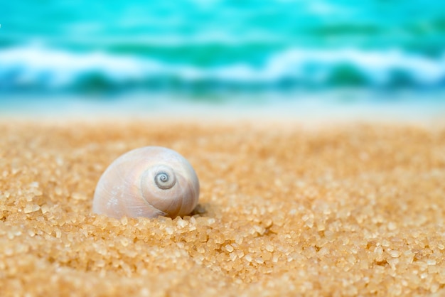 Concha na areia no fundo da praia e do mar