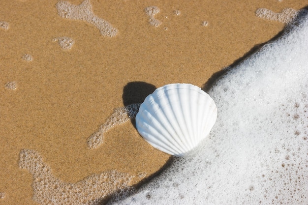 Concha na praia