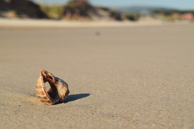 Concha na praia