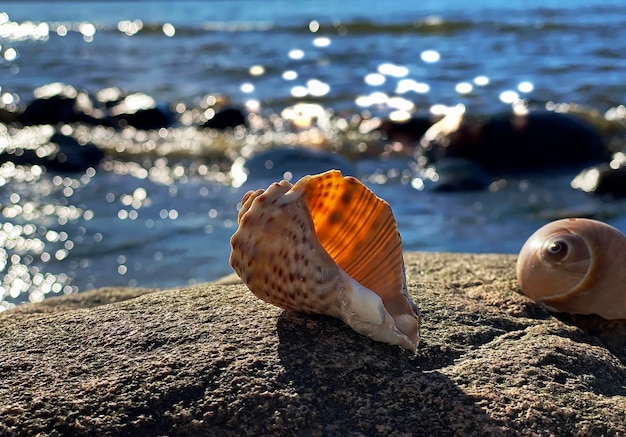concha na rocha de pedra do mar na praia respingos de água azul céu pôr do sol