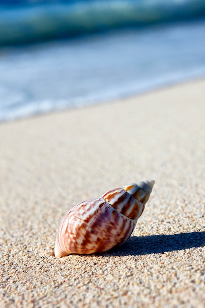 Concha de Nautilus en una playa de arena de carabbean