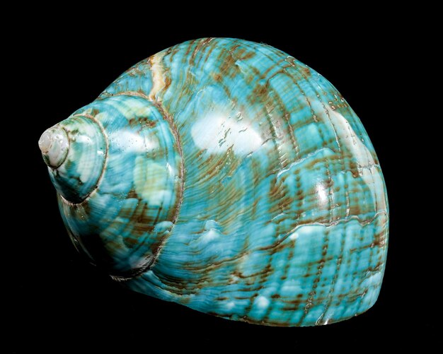 Concha de Nautilus de turquesa pulida