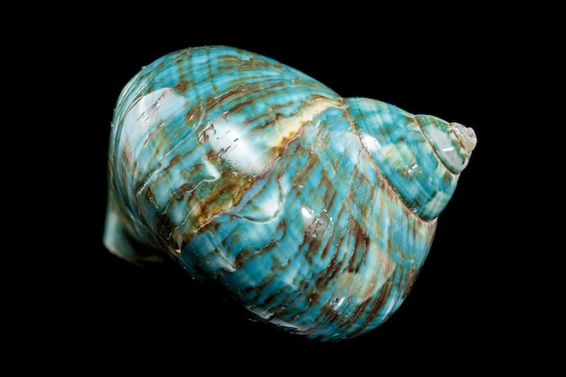 Concha de Nautilus de turquesa pulida
