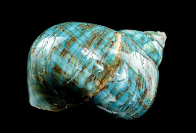 Concha de Nautilus de turquesa pulida