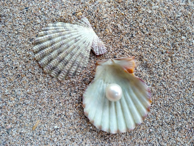 Concha con una perla en la arena de una playa Una concha de mar abierto con una perla dentro