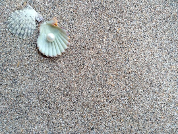 Concha con una perla en la arena de una playa