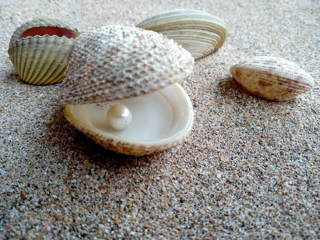 Concha con una perla en la arena de una playa