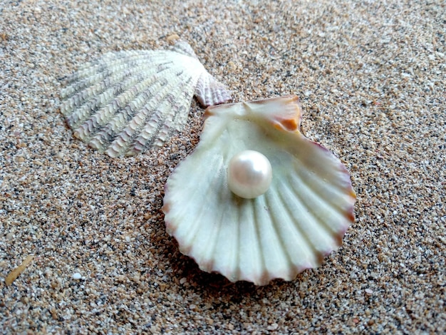 Concha con perla Conchas y perlas en la arena