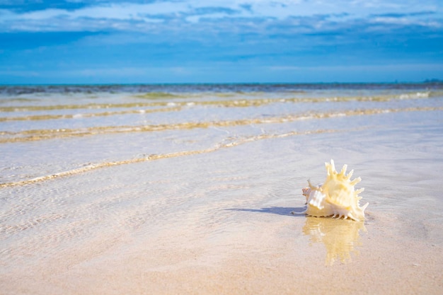 Foto concha en la playa de arena blanca y suave en agua de mar clara, horario de verano