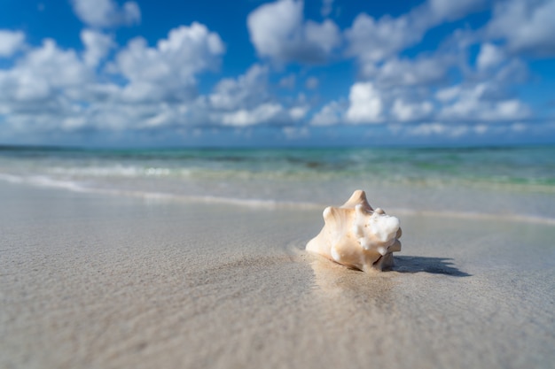 Concha en la playa de arena blanca