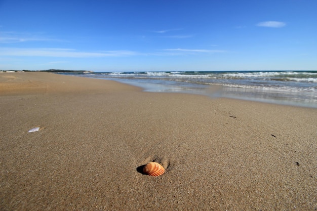 Una concha en la playa en la arena.