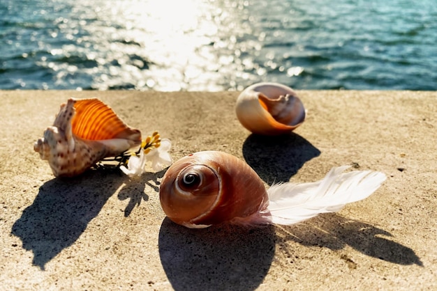 concha en la playa en el mar sobre piedra y arena