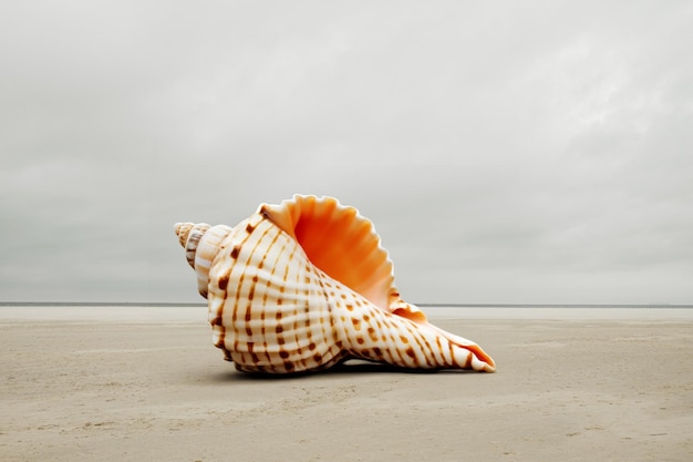 Concha en la playa