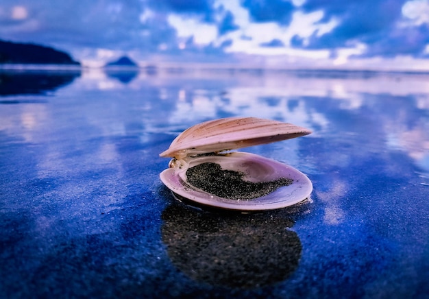 Concha en la playa