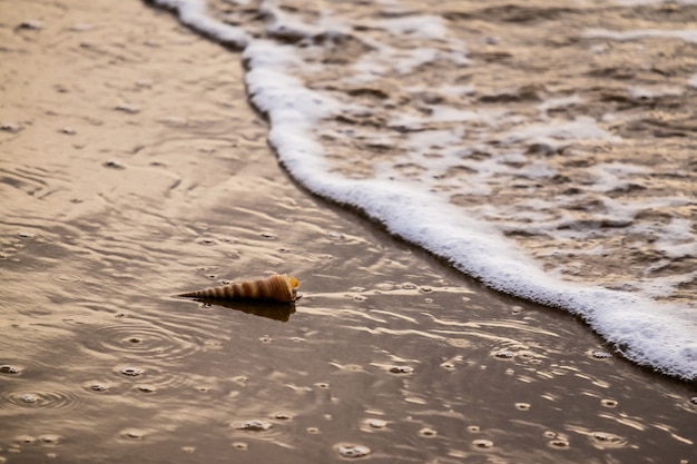 La concha en la playa