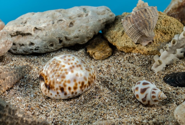 La concha de Tiger Cowrie en la arena bajo el agua