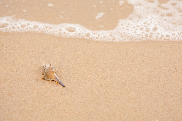 Concha única na praia